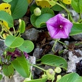 Ipomoea pes-caprae