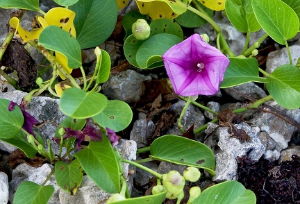 Ipomoea pes-caprae