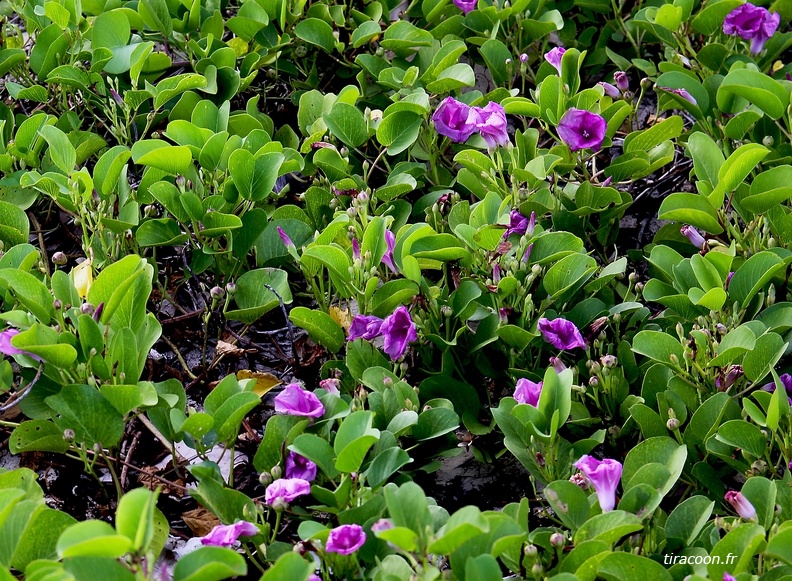 Ipomoea pes-caprae