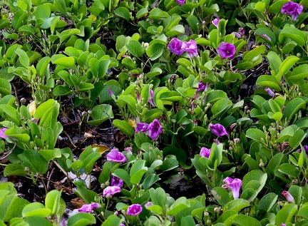 Ipomoea pes-caprae