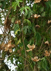 Merremia tuberosa