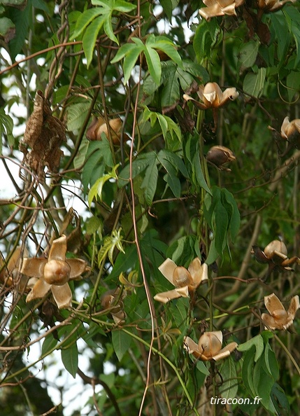 Merremia tuberosa