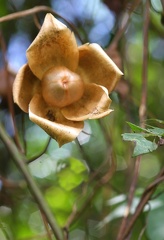 Merremia tuberosa