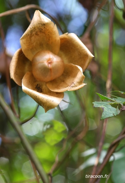 Merremia tuberosa