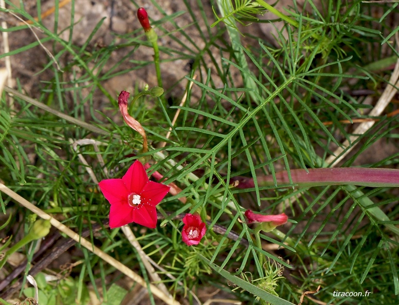 Ipomoea quamoclit