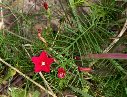 Ipomoea quamoclit