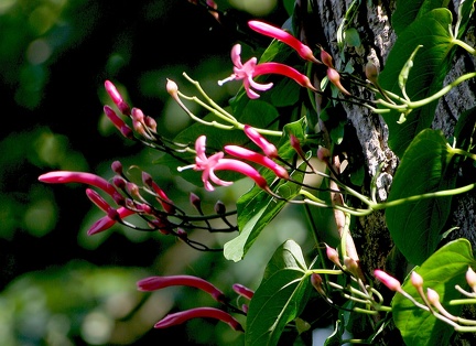 Ipomoea repanda