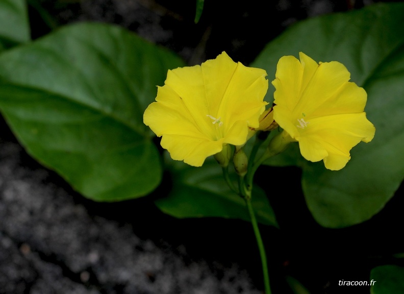 Merremia umbellata