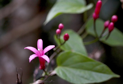 Ipomoea repanda