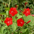 Ipomoea hederifolia