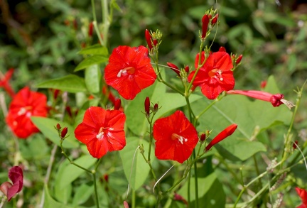 Ipomoea hederifolia