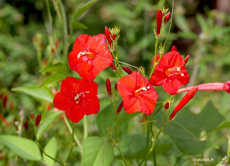 Ipomoea hederifolia