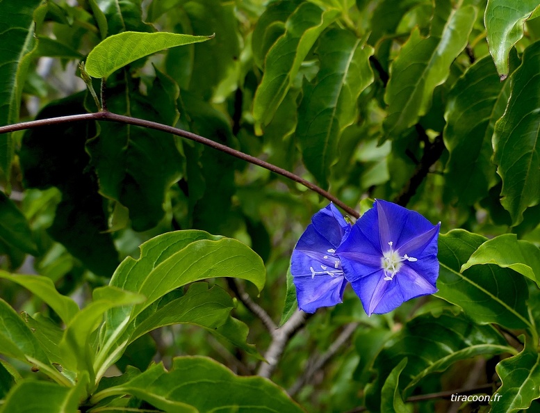 Jacquemontia pentanthos