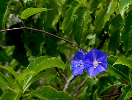 Jacquemontia pentanthos