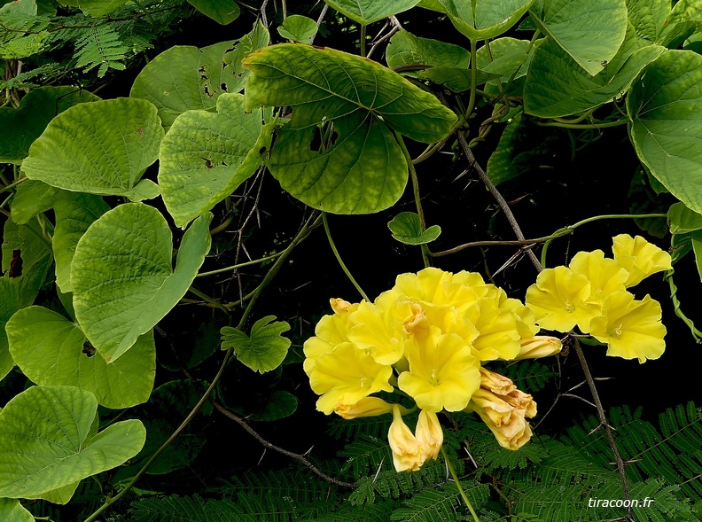 Merremia umbellata