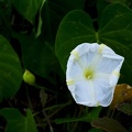 Ipomoea violacea L.