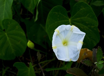 Ipomoea violacea L.