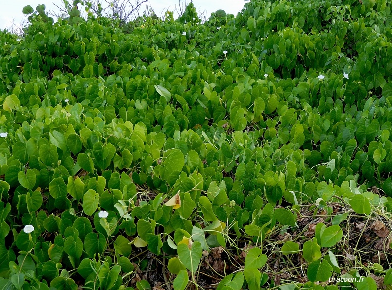 Ipomoea violacea L.