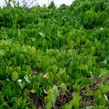 Ipomoea violacea L.