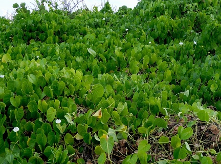 Ipomoea violacea L.