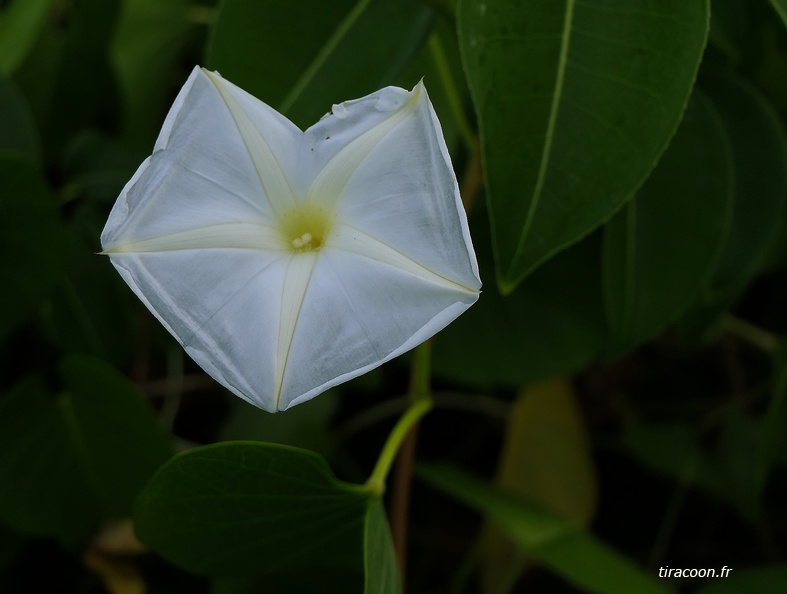 Ipomoea violacea L.