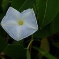 Ipomoea violacea L.