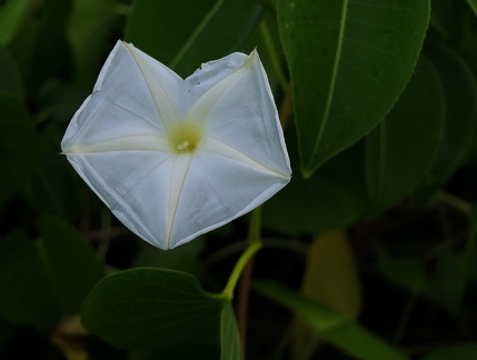 Ipomoea violacea L.