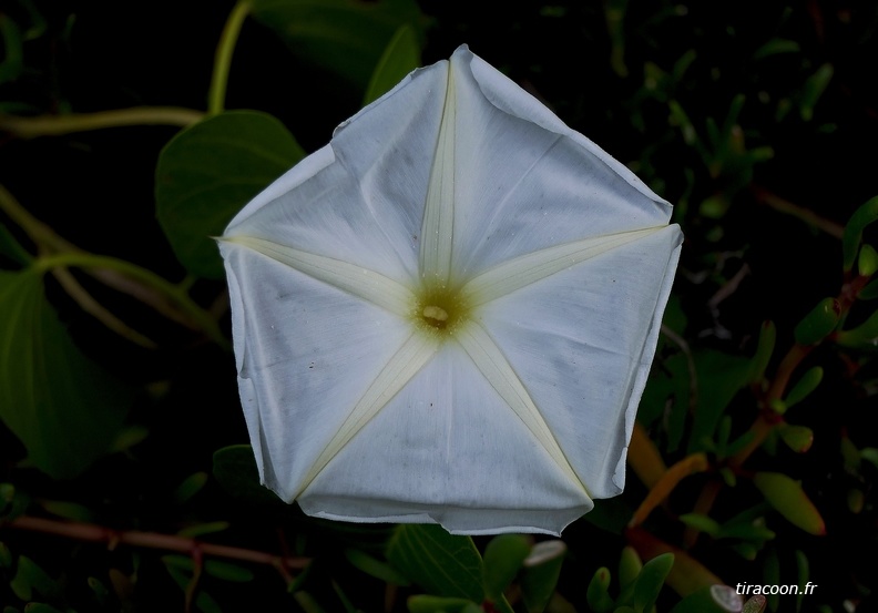 Ipomoea violacea L.