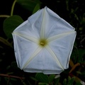 Ipomoea violacea L.