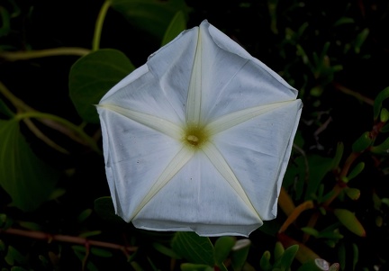 Ipomoea violacea L.