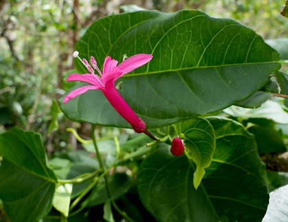 Ipomoea repanda