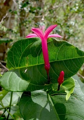 Ipomoea repanda