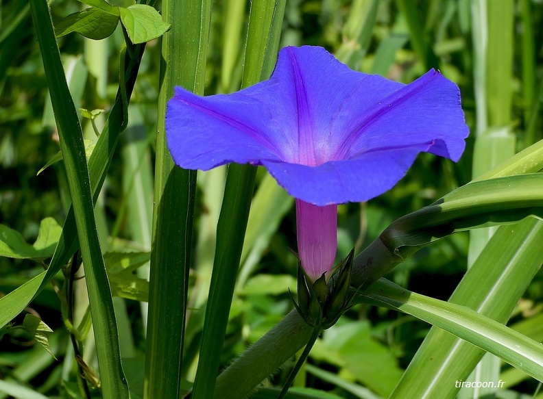 Ipomoea indica acuminata