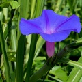 Ipomoea indica acuminata