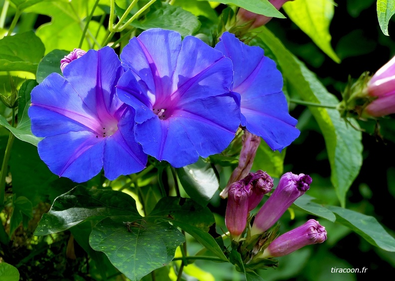 Ipomoea indica acuminata