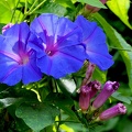 Ipomoea indica acuminata