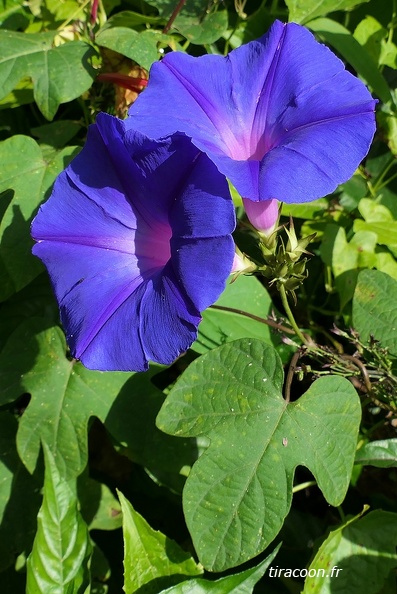 Ipomoea indica acuminata