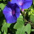 Ipomoea indica acuminata