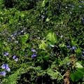 Jacquemontia pentanthos