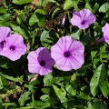 Ipomoea tiliacea 