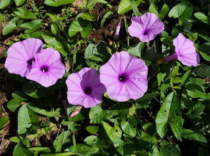 Ipomoea tiliacea 