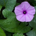 Ipomoea tiliacea 