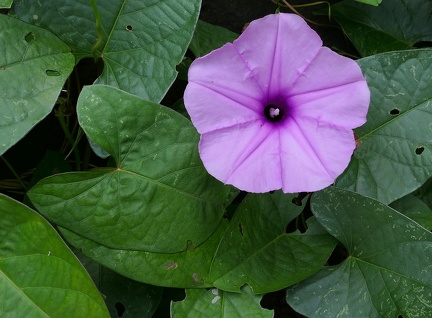 Ipomoea tiliacea 