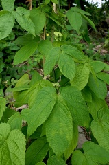 	Dalechampia scandens