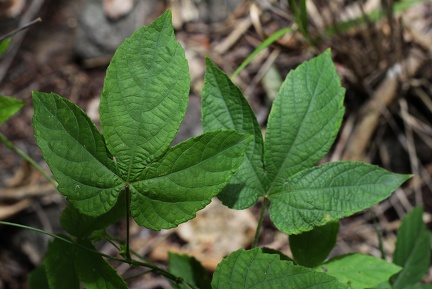 	Dalechampia scandens