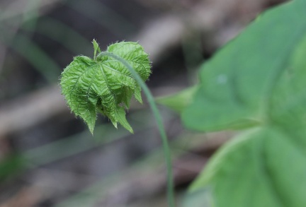 	Dalechampia scandens