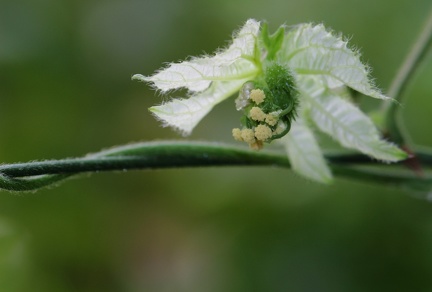 	Dalechampia scandens