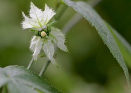 	Dalechampia scandens