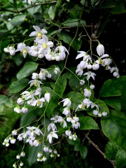 	Solanum seaforthianum