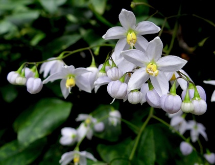 	Solanum seaforthianum